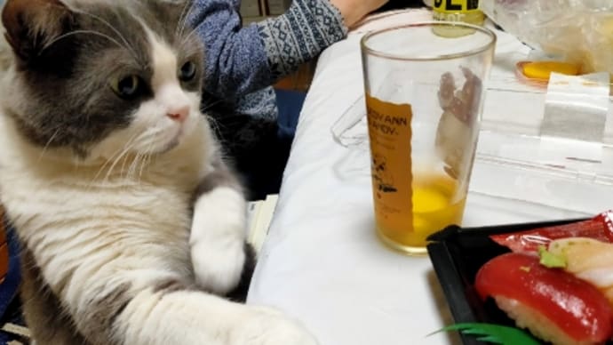 元野良猫 いま飼猫