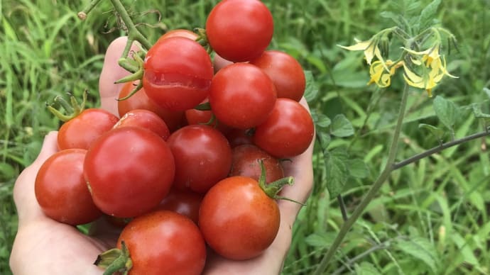 トマトとナスの収穫