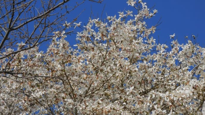 枯れ木に花
