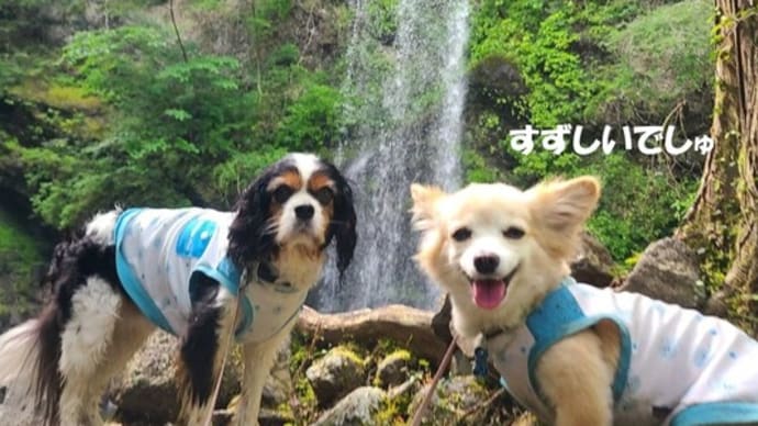 夏はやっぱり川遊びと滝だね!~夕日の滝デイキャンプ②