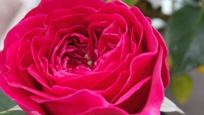 木立薔薇の一番乗りは、やっぱりDAダルシー！ジャスミンが咲いてきて・・・