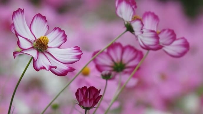 秋桜.....咲く