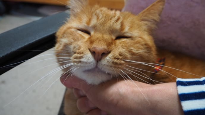 丸太小屋へ行きますわよ~(。・∀・)ノ