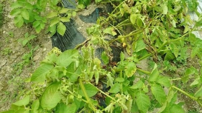 ホッカイコガネを掘って、じゃがいも掘り終了