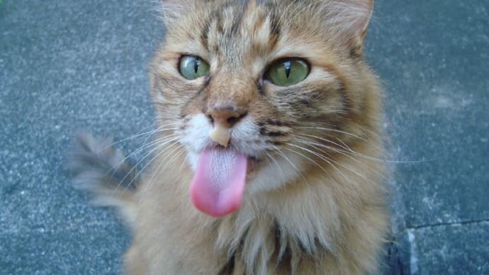 2022年12月4日(日曜日)猫の譲渡会をフジ砥部店にて開催!