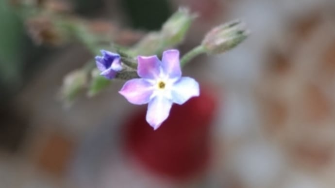 まだまだ一生懸命咲いてる勿忘草