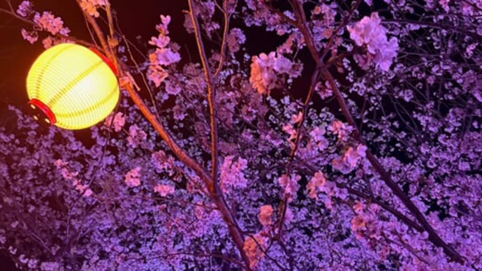 夜桜☆。・