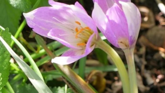 秋庭のマイクロな小花たち