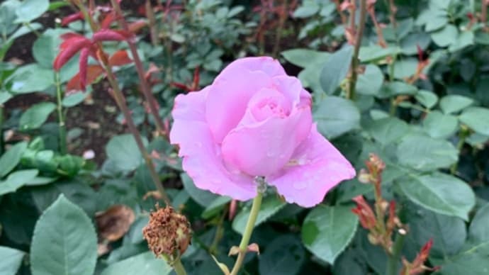 五月の薔薇に滑り込む/温室の熱帯