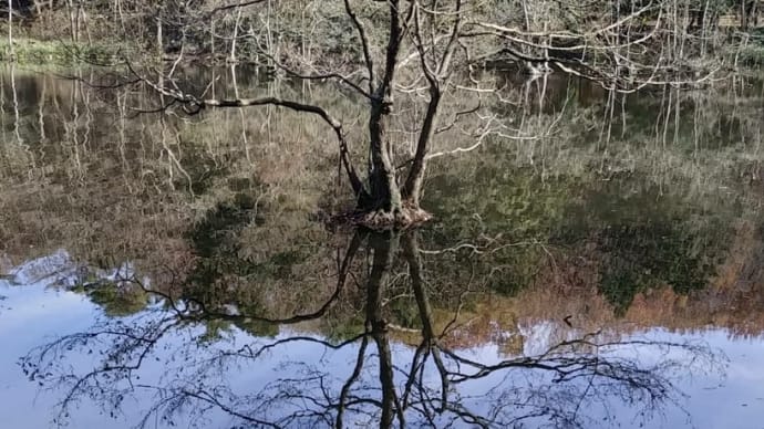 井頭公園のリフレクション