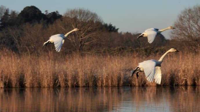 白鳥が行き来する菅生沼の朝