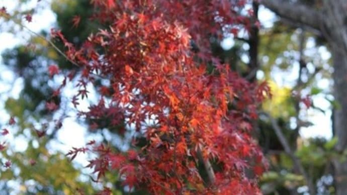  篠窪（しのくぼ）より　了全山に植樹した紅葉を楽しむ（2022/11/22）