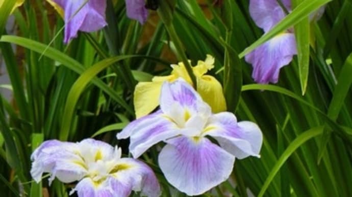 熊谷市 別府沼公園の花菖蒲見てきました