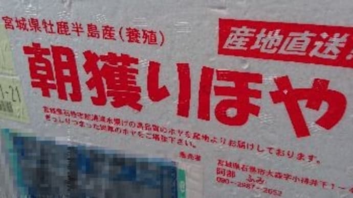 宮城県牡鹿半島の「ほや」と格闘