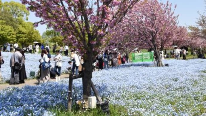 舎人公園 ネモフィアの群生 5