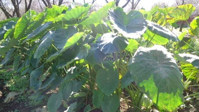 ~野菜収穫体験開催するよ~