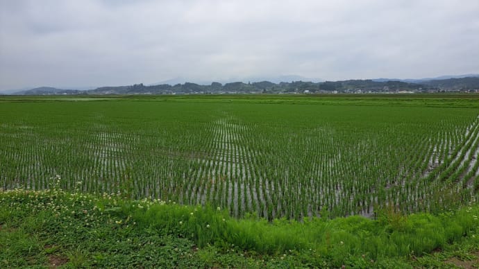 あしたば白石「もっと知りたい薬膳料理」梅雨の食養生