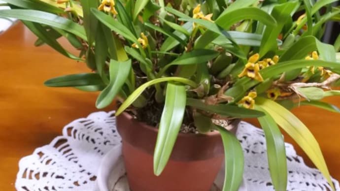 小さな花が可愛いミニのラン