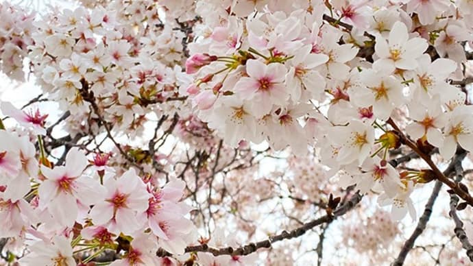 旧相模川橋脚の桜(桜2023)