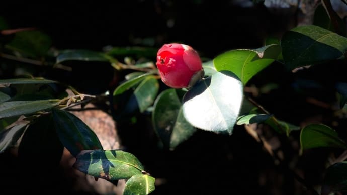 椿の花茶がうまい