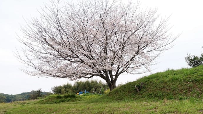 ふじ子桜