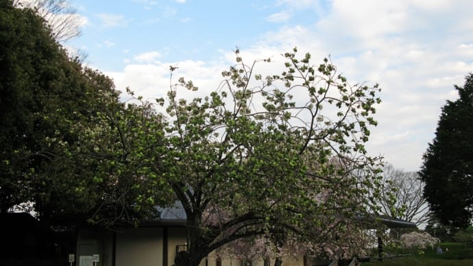 ギョイコウ桜