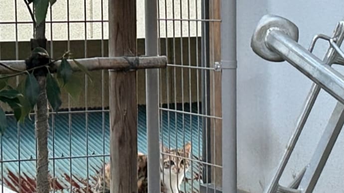 子猫の成長