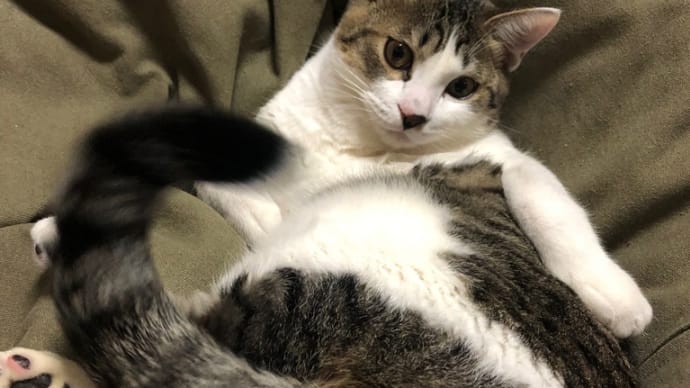 デブ猫さん②🐈