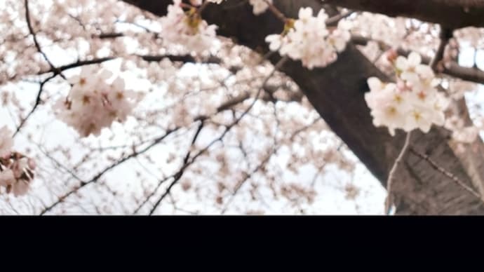 おひさしぶりの投稿です🌸☁️🌸m(_ _)m