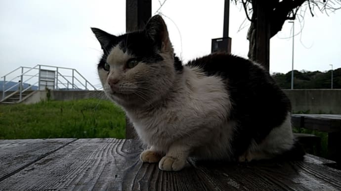 GWは猫島に上陸しよう状況編