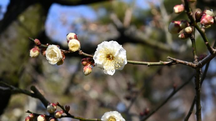 2月のお稽古は大炉