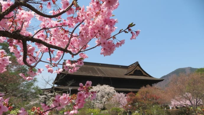 ちょっと落ち着いた!「それ、善光寺桜散歩」!