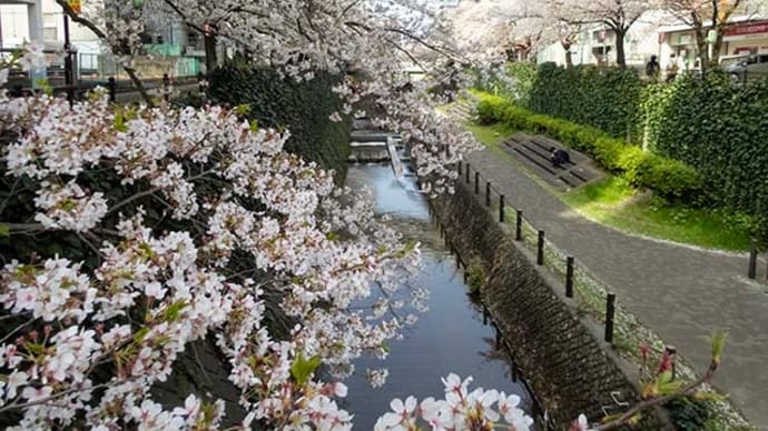 乞田川の桜満開でした