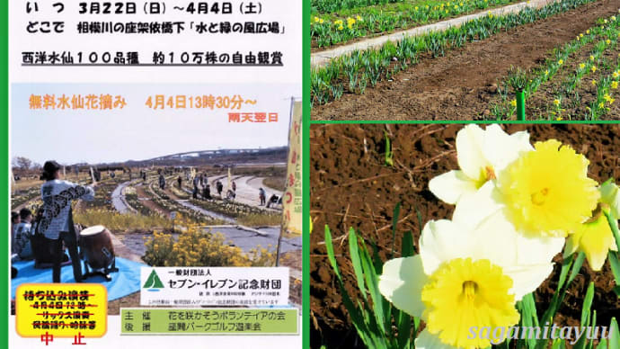 座間の名物「第10回 相模川水仙まつり」も今年限りとなった！！
