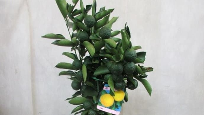 花ユズ8寸鉢(縦100cm横40cm)を入荷致しました。(お庭に)