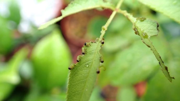 植え替えしながら