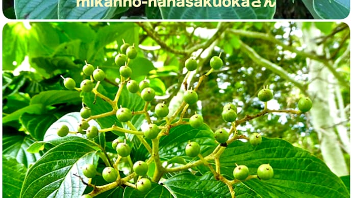 ミズキの核果は北海道東部太平洋側釧路地方の山ではまだ緑色