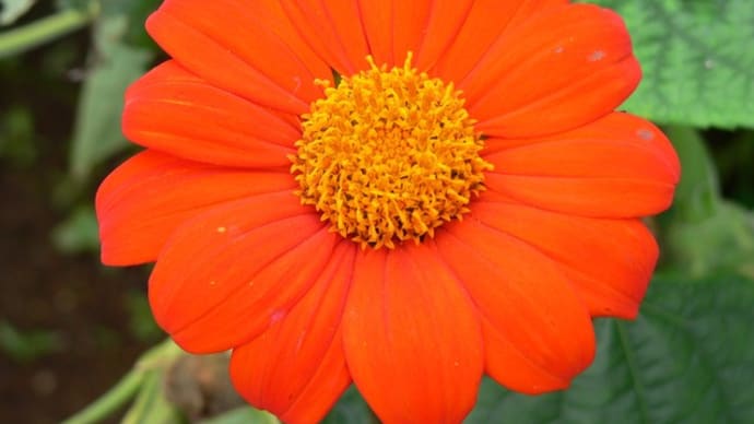 夏の花:チトニア