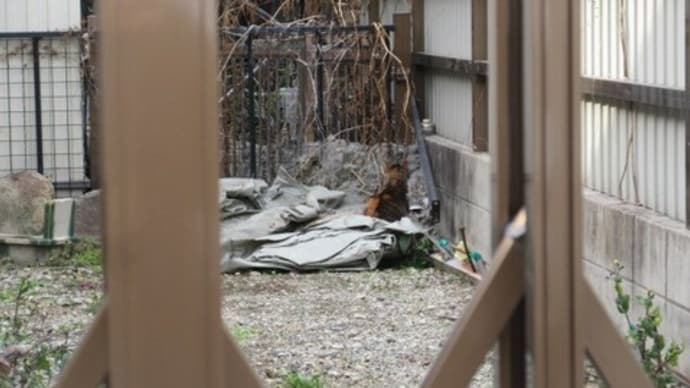 この画像のどこかに猫がいます。をしようと思いましたが・・