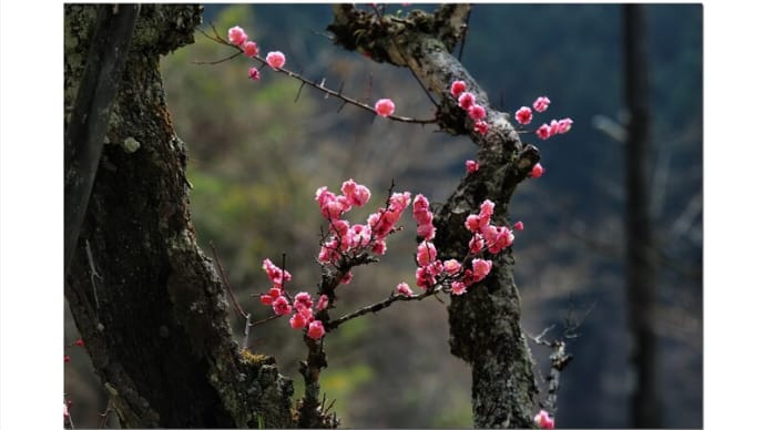 丹波 達身寺 春の花宴