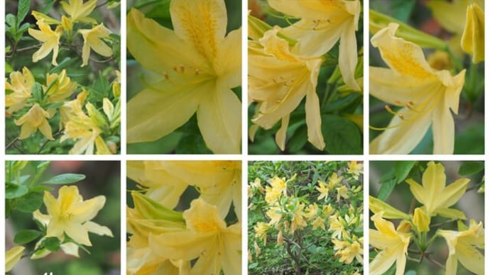 「黄蓮華躑躅の花が咲きました」 MY GARDEN 2021.06.03日撮影