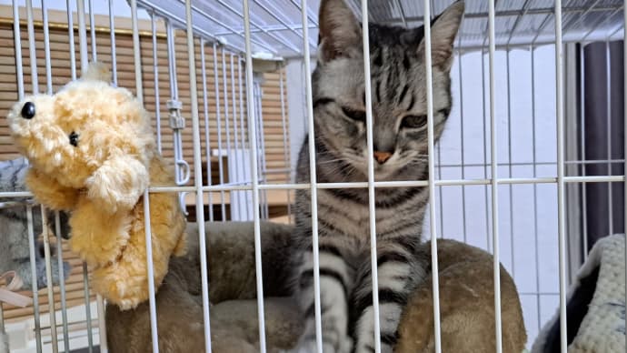 猫ベッド。