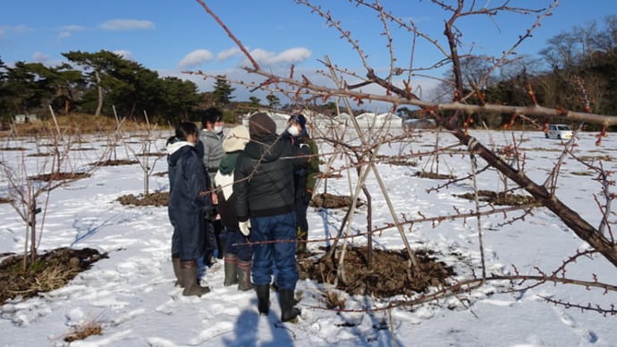 東松島市被災元地のうめのせん定を行いました