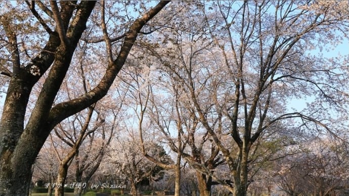 700本の桜に埋まる「磯部桜川公園」 ~‘山桜の里’にて・6
