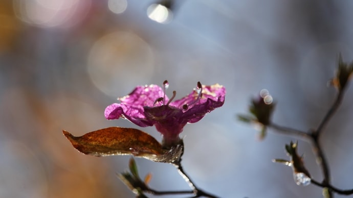 冬露、氷月の花