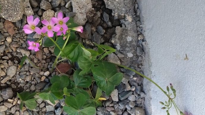 私が、いつもは目の敵にしている、紫カタバミに花が咲きました~~!