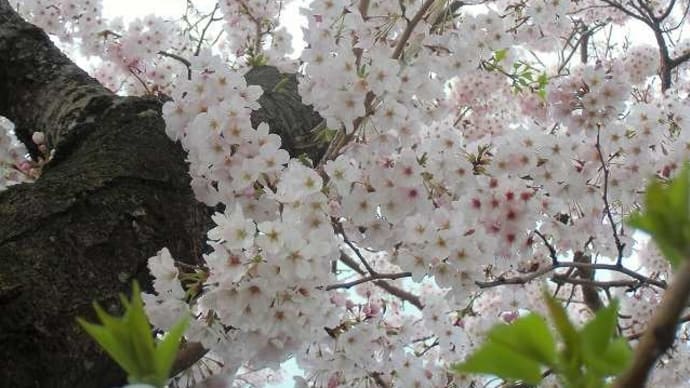 桜満開になりまちたね🐈