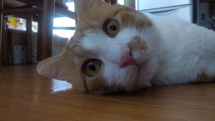 猫を保護して2年経ちました