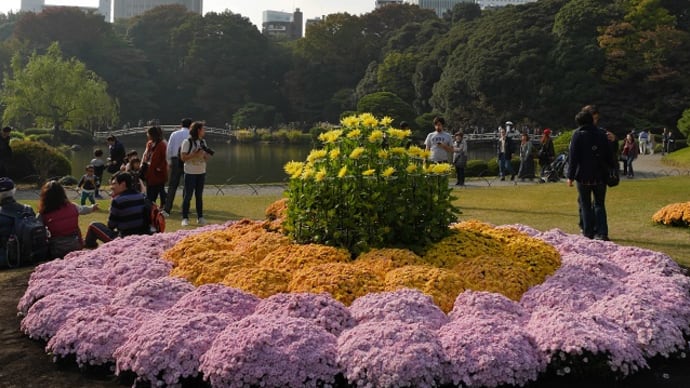 新宿御苑の菊花壇