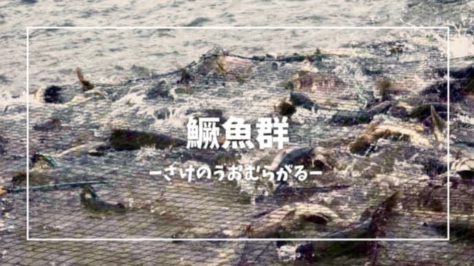 鱖魚群(大雪末候)
